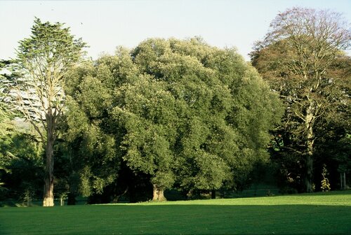   Quercus ilex 