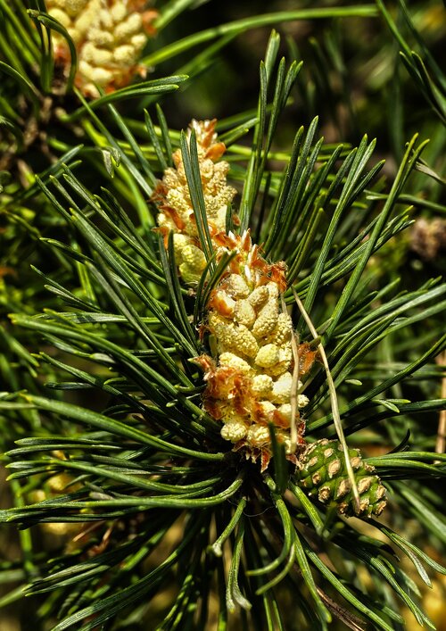 Gewone den (Pinus Sylvestris)